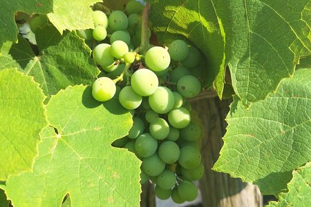 Maribor as the Best Wine Capital in Europe 2026