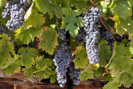 Maribor as the Best Wine Capital in Europe 2026